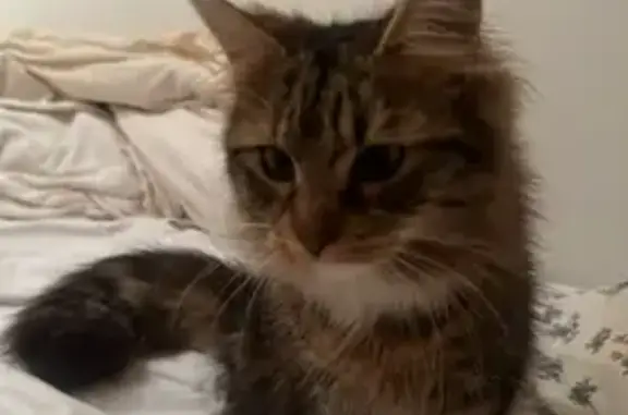 Lost cat, Church Street, Chalvey, Slough — female, tabby brown fur - photo