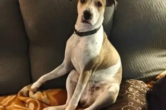 White and tan has small scar next to his right eye he escaped our yard on Sunday 5th of July between 12 and 2pm very friendly loves balls