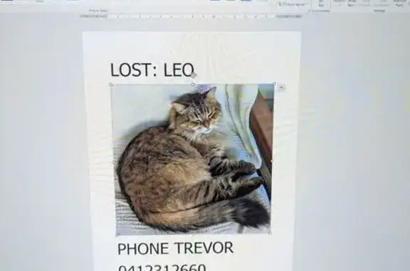 Lost cat, Warmington Street, 25, Brisbane — friendly fluffy brown tabby - photo