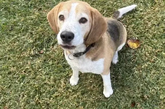 Older male beagle no identification tag