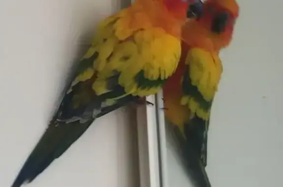 Lost bird, Gold Coast, Queensl...