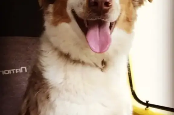 Lost pets Wichita Falls, photo: Lost dog, Seymour Highway, 8502, Wichita Falls - male Australian Shepherd, super friendly