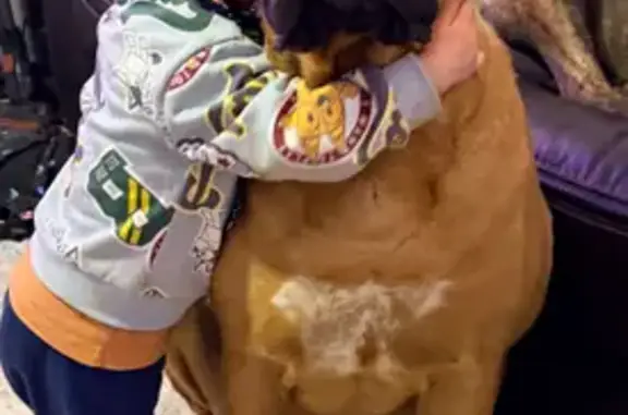 Lost dog, Wadsworth Road, 817, St. Louis - brown with a white chest patch - photo