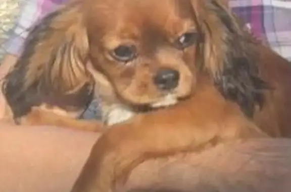 Lost pets San Jose, photo: Lost dog, Power Line Road, Redding, San Jose - female, brown spaniel puppy with a blue collar and tag