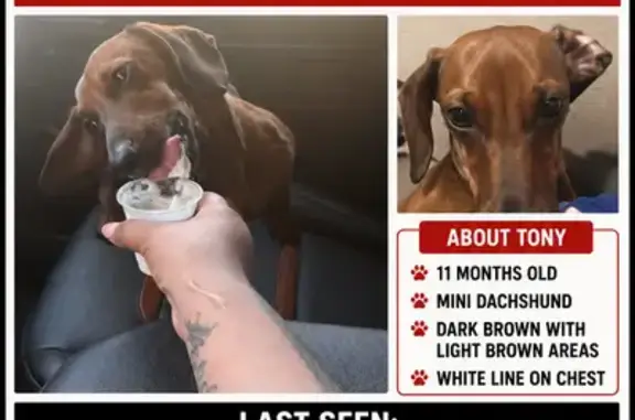 Lost dog, Judy Lane, 2012, Pasadena - male - photo