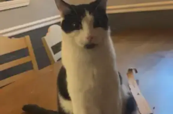 Lost pets Plymouth, photo: Lost cat, Sheldon Road, 481, Plymouth - male, black and white with a black goatee