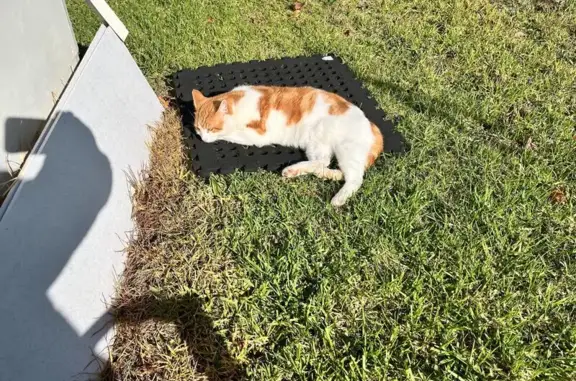 Lost pets Darebin, photo: Lost cat, Winifred Street, 27, Darebin — male, ginger and white, torn left ear tip