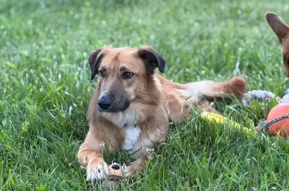 Lost dog, Oro-Medonte, Ontario, Point Roberts - male, skittish - photo