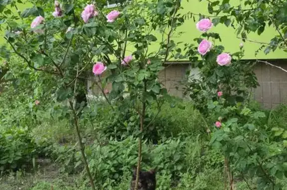 Зникла кішка, вулиця Миколи Лаврухіна, 7, Київ — чорна, худенька, маленька - photo