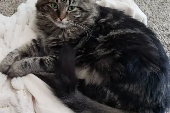 Lost pets Overland Park, photo: Lost cat, West 155th Place, Overland Park - female, long-haired black/grey/brown with cream belly