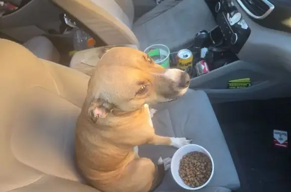 Found dog Bay Point, photo: Found dog, Willow Pass Road, 3608, Bay Point - brown and white, white feet