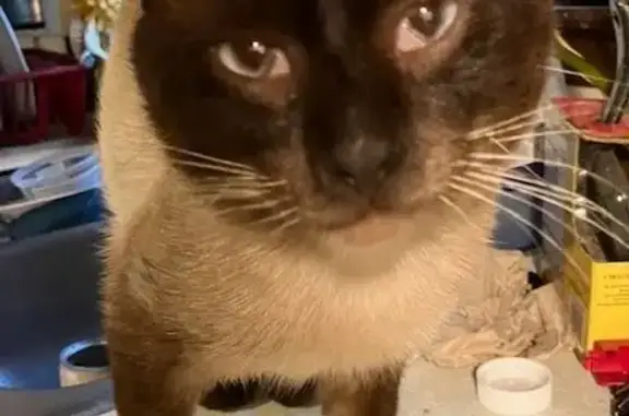 Found cat Centerville, photo: Found cat, Valencia Circle, 100, Centerville — male Siamese, short hair