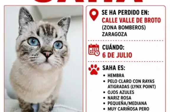 Perdido gato hembra, Calle del...