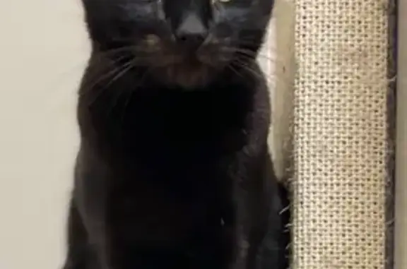 Lost pets Wollongong, photo: Lost cat, Church Street, 110, Ryde, Wollongong - male, black, over 8 years old