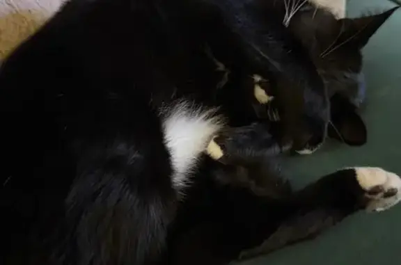 Lost pets Maribyrnong, photo: Lost cat, Epsom Road, 320-380, Maribyrnong - female tuxedo cat