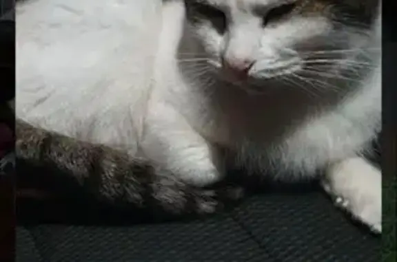 Lost cat, Augusta Highway, 7,...