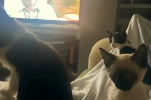 Perdido gato macho, Pasaje La...