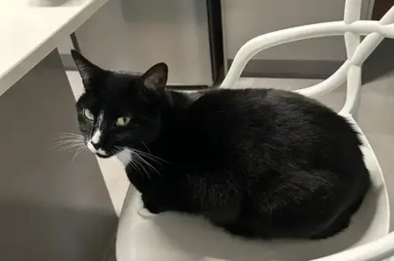 Lost pets Port Adelaide Enfield, photo: Missing cat Female, Port Adelaide Enfield (al496767)
