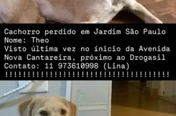Perdido cachorro macho, Rua Ma...