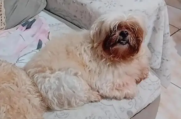 Perdido cachorro macho em Jard...