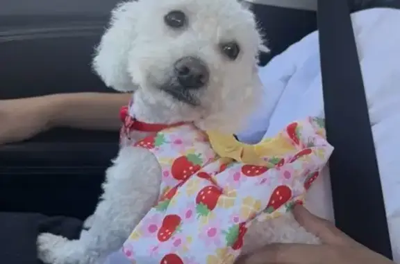 Lost pets Salt Lake City, photo: Lost dog, female, West 4515 South, 2849, Salt Lake City - white Toy Poodle, no collar