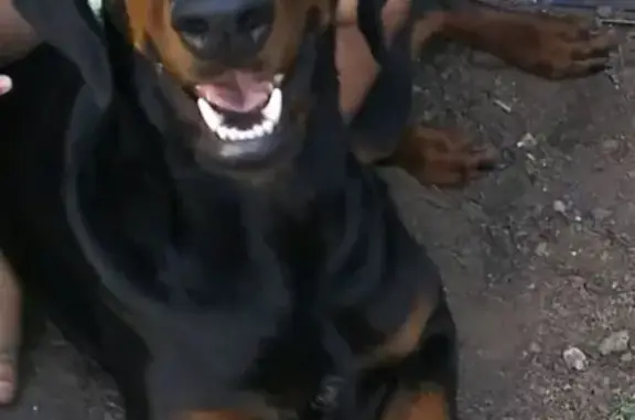 Lost dog, Enterprise Court, 741, City of Atwater, Stockton - female, red faded collar - photo