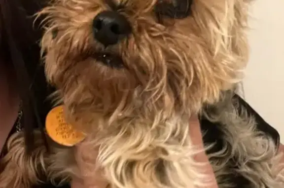 Lost dog, Highlandview Avenue, 14114, Cleveland — tiny, brown and gray, multicolored collar - photo
