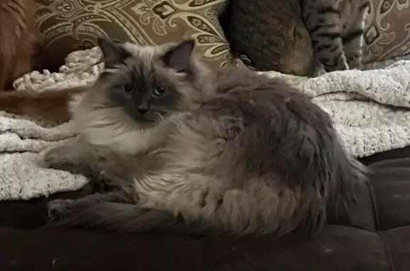 Lost cat, female, Autumn Hill Drive, 315, Robertsville - fluffy long-haired white and grey cat with blue eyes - photo