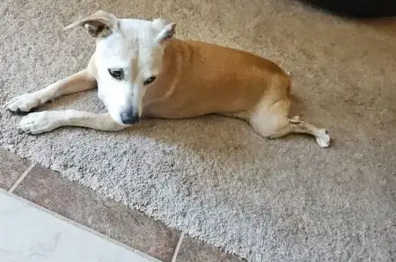 Lost dog, Ogden Nash Way, 6140, Carmichael - female terrier mix, timid and scared - photo