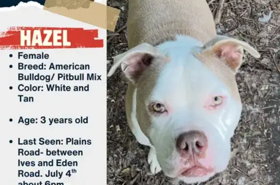 Lost dog, Leslie, Michigan, Westland - female, very shy and timid - photo