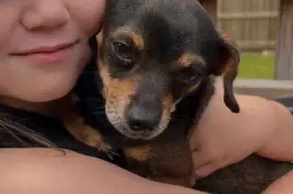 Lost dog, Oak Ridge Road, 7605, North Little Rock, Arlington - brown and black, very friendly - photo
