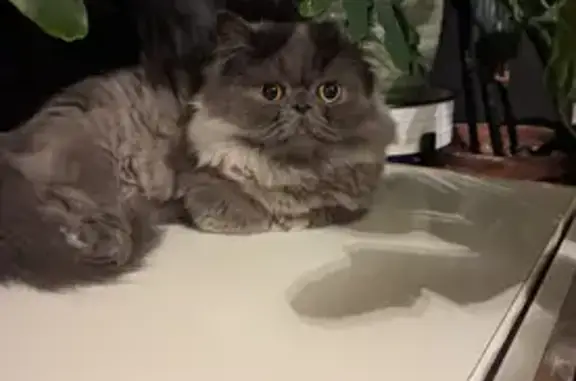 Lost cat, Central School Road, 81, Wantage, Sussex — gray dwarf Persian, very timid - photo