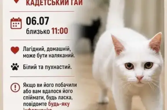 Зникла кішка, вулиця Кадетський Гай, 11, Новосілки - photo