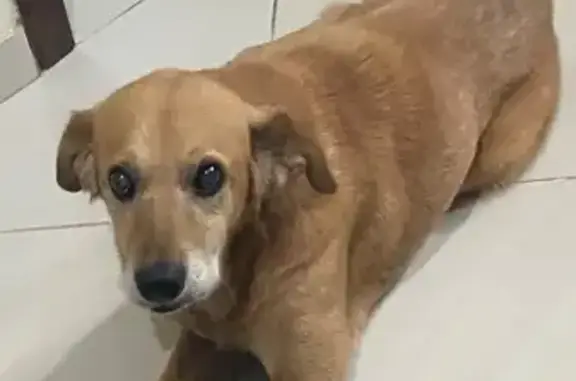 Perdido cachorro macho, Rua El...