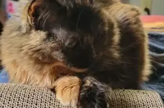 Missing cat Longmont, photo: Lost cat, female, Tungsten Place, 407, Longmont - tortie with green eyes and one orange paw