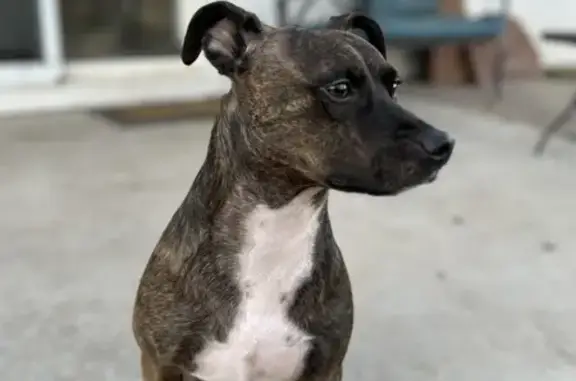 Missing dog Holiday Island, photo: Lost dog, Table Rock Drive, 27, Holiday Island - male, brindle with a white chest