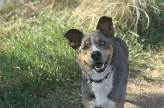 Lost pets Denver, photo: Lost dog, North Race Street, 4760, Denver - female Australian shepherd mix