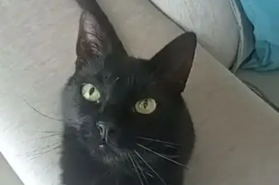 Chat perdu femelle, Chemin du Moulin, 1641, Saint-Maximin-la-Sainte-Baume, Paris - noire avec tache blanche, tatouée - photo