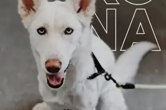 Lost pets Los Angeles, photo: Lost dog, female, Braddock Drive, 11818, Los Angeles - all white, blue eyes