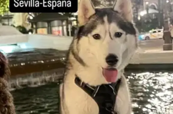 Perdido perro macho, Parque Ve...