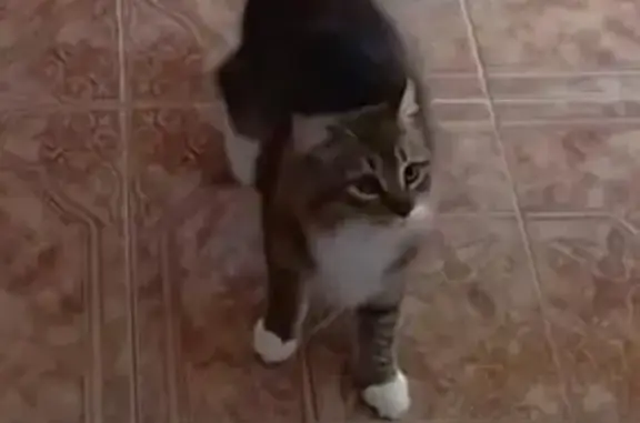 Perdido gato masculino, Calle...