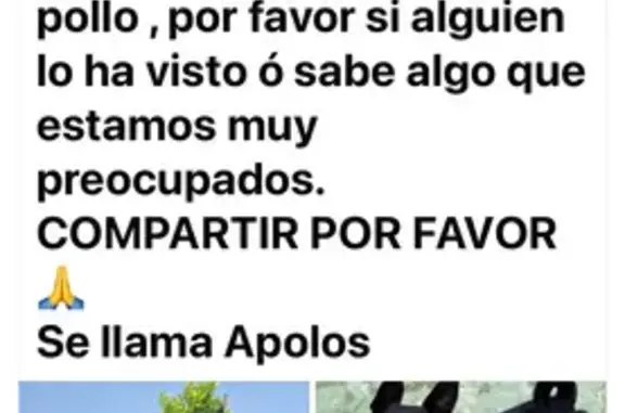 Perro perdido, A-493, 128, Bol...