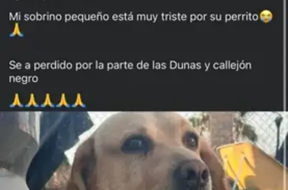 Perdido perro macho, Carretera...