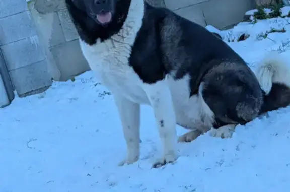 Chien perdu, Paris - femelle, noire et blanche, assez grosse - photo