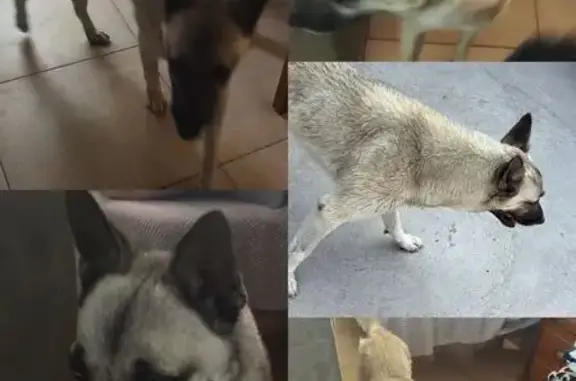 Encontrado perro masculino, Ca...
