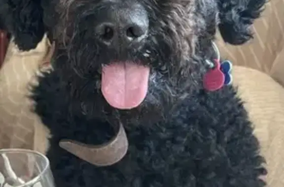Color negro. Asustadizo. Le gusta mucho el agua y jugar con sus peluches. Tiene el pelo largo y rizado