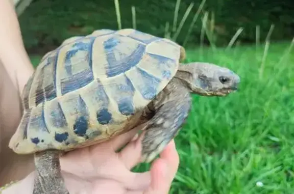 Animaux trouvés Frouzins, photo: Trouvée Oiseau mâle, Chemin de Sauveur, 17, Frouzins