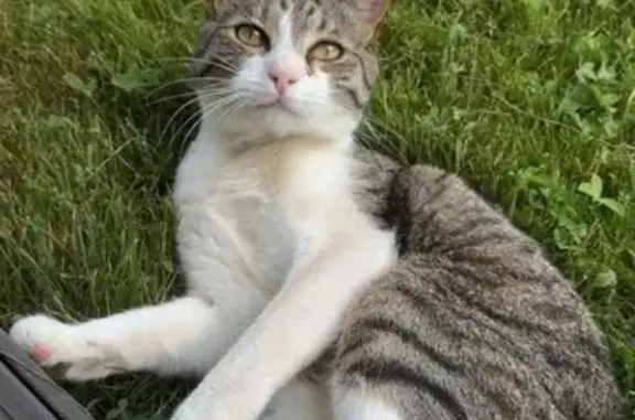 Chat perdu, Allée de l'Estade, 23, La Roche-de-Glun - mâle craintif, petit gabarit - photo