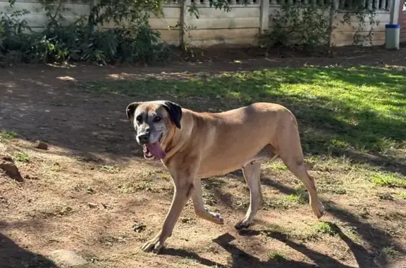 Missing dog Benoni, photo: Lost dog, 3rd Avenue, 34, Benoni - female ridgeback boerboel cross