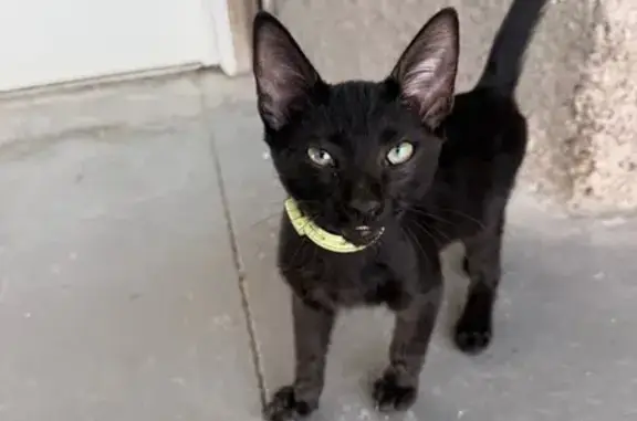 Encontrado gato masculino en N...